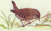 Tasha Tudor Bird