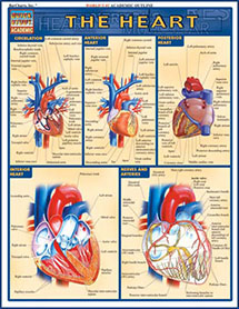 Barcharts - The Heart